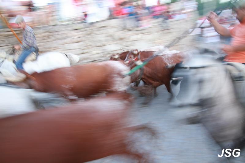 Aldeia Velha 2015 38.jpg